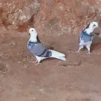 کبوتر|پرنده|گیلان غرب, |دیوار