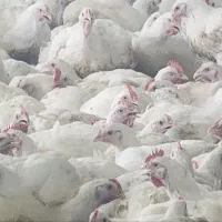 فروش مرغ زنده روستای فتح آباد کیلویی ۱۰۸/۰۰۰|حیوانات مزرعه|جنت, |دیوار