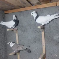 تابلو فرش نقش ک ب و ت ر|تابلو فرش|فردوس (خراسان), |دیوار