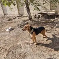 سگ ژرمن|سگ|قزوین, |دیوار