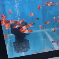 گالری آکواریوم مومنی سوارتیل کوی