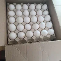 فروش تخم مرغ روز