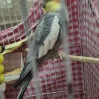 عروس هلندی نر، جفت مرغ عشق|پرنده|رشت, پیرکلاچای|دیوار