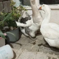 قوغاز خالماگوری اصل نژاد وارداتی|حیوانات مزرعه|بانه, |دیوار