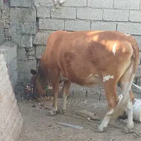 گاو
