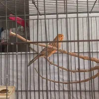 قناری شتری سرخ آماده