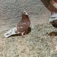 کبوتر|پرنده|قرچک, محمد آباد|دیوار