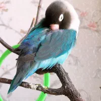 طوطی کوتوله برزیلی