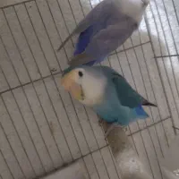 طوطی برزیلی