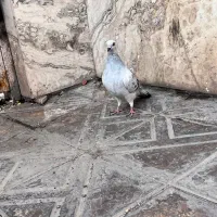 کفتر شامی نذ|پرنده|بم, |دیوار