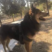 واگذاری (مشروط) رایگان ژرمن هاسکی نر