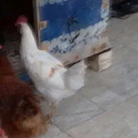 خورس معلی دورنگ سالم سرحال  جوان|حیوانات مزرعه|بومهن, |دیوار