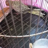 عروس هلندی (ماده)|پرنده|بروجرد, |دیوار