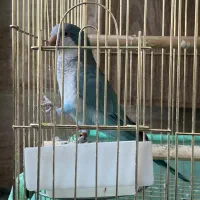 یک جفت راهب آبی اوپلاین مولد|پرنده|تهران, سازمان برنامه جنوبی|دیوار