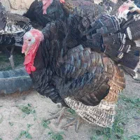 بوقلمون|حیوانات مزرعه|اصلاندوز, |دیوار