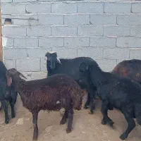 بره اصیل قره قزل قره چال