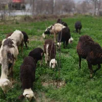 میش وبره وقوچ