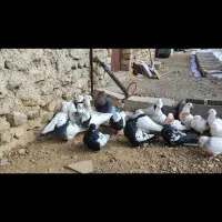 حدود ۲۰ عدد کفتر