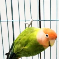 جفت طوطی  برزیلی