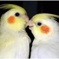 یک جفت عروس هلندی