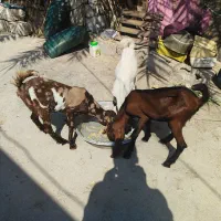 کهره|حیوانات مزرعه|بندر دیر, |دیوار