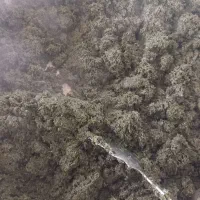 سبزی سرخ شده قورمه