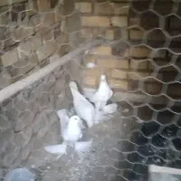 کبوتر نر|پرنده|اهر, |دیوار