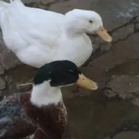 اردک بزرگ نر و ماده