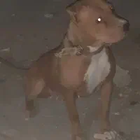 واگذاری سگ پیت بول ماده حامله قیمت توافقی