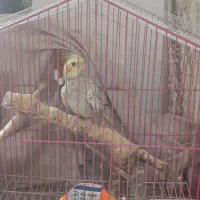 عروس هلندی مرواریدی با قفس