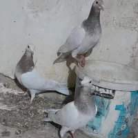 ونروی مسافتی،سارکله همانسل قزوینی،سارکرمونی پرخال|پرنده|ملکآباد, |دیوار