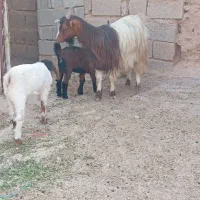 بز دوقلوزا|حیوانات مزرعه|آغاجاری, |دیوار