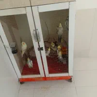 عروس هلندی