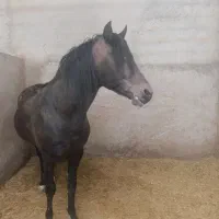 اسب عرب|اسب و تجهیزات اسب‌سواری|طالقان, |دیوار