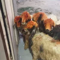 میش.بره.شیشک.بز