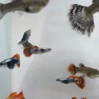 ماهی گوپی بیگ ایر|ماهی|اصفهان, ارزنان|دیوار