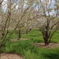 فروش باغ ثمری تفریحی|فروش زمین و ملک کلنگی|اصفهان, شاهزاده ابراهیم|دیوار