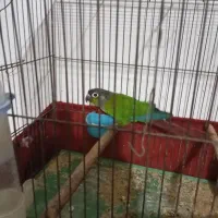 طوطی گرینچیک نر مست