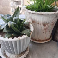 گل با گلدان