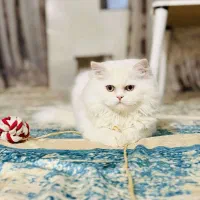 جفت گیری گربه پرشین