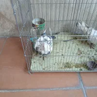 کبوتر خوشگل