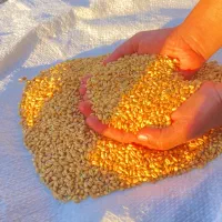 بذر گندم ابی گواهی شده سالار|خدمات باغبانی و درختکاری|کوزران, |دیوار