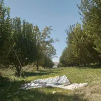 فروش باغ ۲۲ساله به متراژ تقریبا۶۰۰۰ هزارمتر|فروش زمین و ملک کلنگی|شاهین دژ, |دیوار