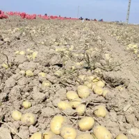 سیب زمینی|حراج|قروه, |دیوار