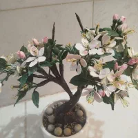 بنسای شکوفه ی سیب