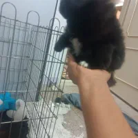 سگ پامر روباهی