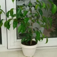 گل طبیعی|گل و گیاه طبیعی|اهر, |دیوار