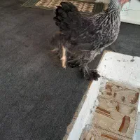 جوجه برهما|حیوانات مزرعه|بابل, |دیوار