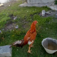 فروش خروس ومرغ لاری اصیل