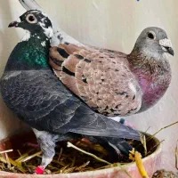 فروش ۱۲عدد نر دسته اولی